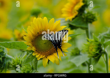 flowers and butterflies Stock Photo