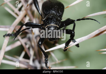 Cactus Longhorned Beetle, Moneilema gigas, on Saguaro, Carnegiea gigantea Stock Photo