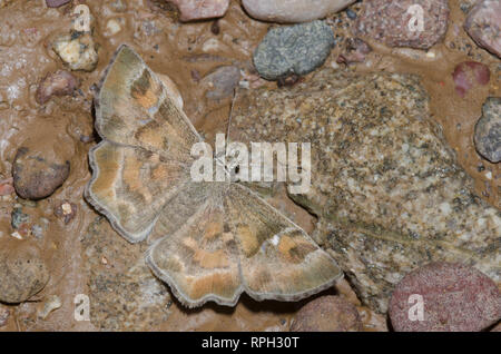 Arizona Powdered Skipper, Systasea zampa, male mud-puddling Stock Photo