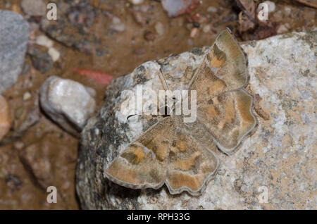 Arizona Powdered Skipper, Systasea zampa, male mud-puddling Stock Photo