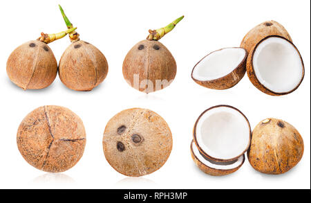 Collection of coconuts with root, Tropical fruit isolated on the white background. Stock Photo