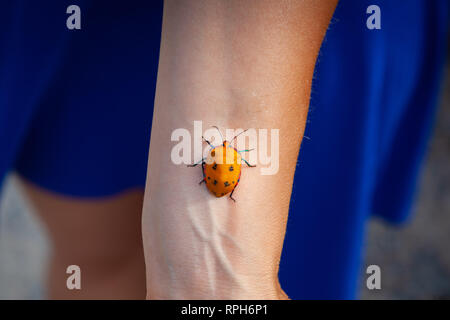 Hibiscus Harlequin Bug crawling up woman hand on blurred background Stock Photo
