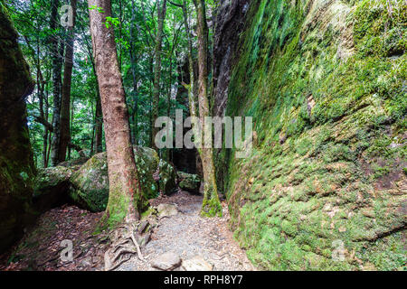 Twin falls walking trail in Springbrook National Park, Queensland, Australia Stock Photo