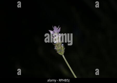 Contrast, focusing on a Little purple plant in the night Stock Photo