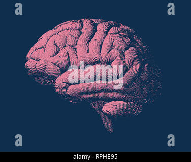 Engraving brain side view with soft drawing illustration on blue color ...