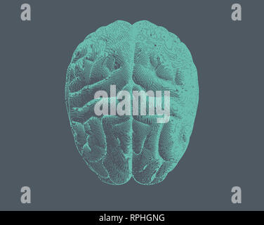 Monochrome engraving brain superior view illustration isolated on white ...