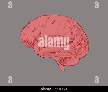 Gray engraving brain illustration in front view on white background ...