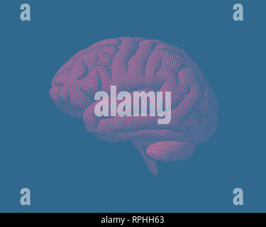 Pink engraving brain illustration in front view on light blue ...