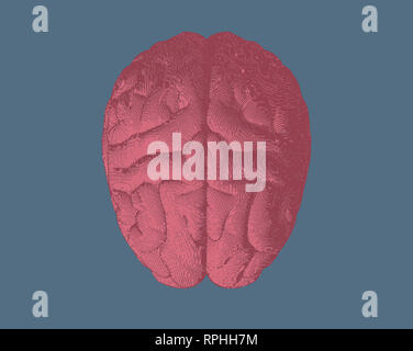 Pink engraving brain superior view illustration isolated on blue ...