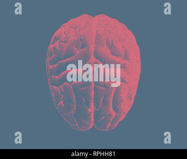 Pink engraving brain superior view illustration isolated on blue ...