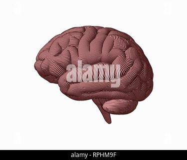 Monochrome engraving brain in lateral view illustration isolated on ...