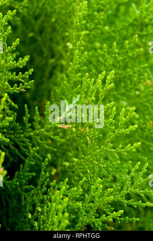 Thuja, tuja, tuya Stock Photo