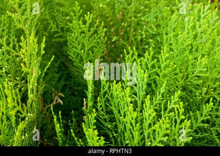 Thuja, tuja, tuya Stock Photo