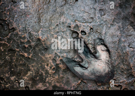 Real dinosaur footprint , Thailand. Stock Photo