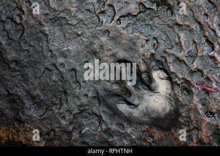 Real dinosaur footprint , Thailand. Stock Photo