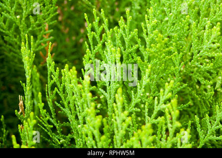 Thuja, tuja, tuya Stock Photo