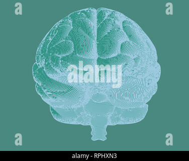 Green engraving brain illustration in front view on dark gray ...