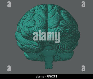 Gray engraving brain illustration in front view on white background ...