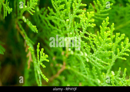 Thuja, tuja, tuya Stock Photo