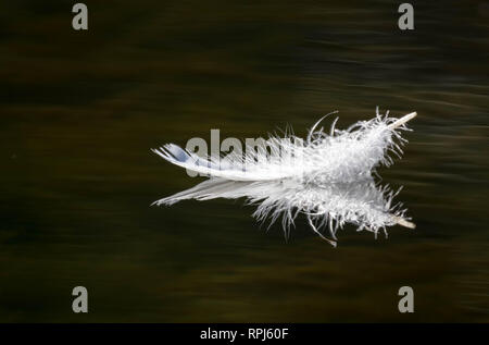 A single swan feather lightly floating on still lake water Stock Photo