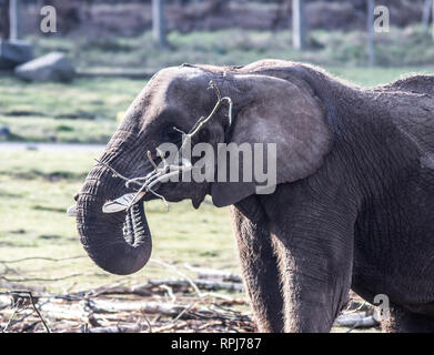 BEWDLEY, UK - FEBRUARY 21, 2019: Elephant at West Midland Safari Park, Bewdley, Hereford and Worcester, England Stock Photo