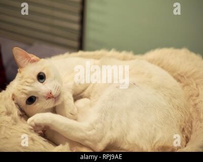 Mitzie the flame point Siamese on her favorite bed Stock Photo