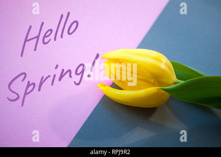 Beautiful yellow tulip on pastel grey and pink background with copyspace. Hello spring concept. Stock Photo