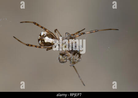 Western Black Widow, Latrodectus hesperus, immature with prey Stock Photo