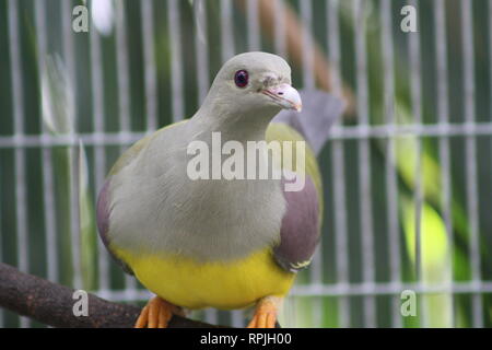 Bruce's Green Pigeon, Treron waalia, Yellow-Bellied Fruit Pigeon, San Diego Zoo, California, Gray Green Head and Neck, Orange-Footed, Violet-Eyed Stock Photo