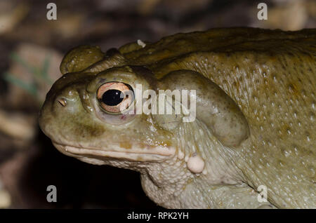 Sonoran Desert Toad, Incilius alvarius Stock Photo