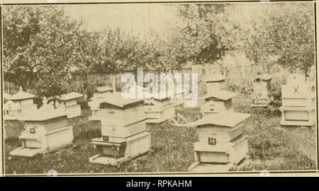 . American bee journal. Bee culture; Bees. 64 AMERICAN BEE JOURNAL February TREES FOR HONEY By EHas Fox In the December issue, "Best Trees for Shade and Honey," by accident or otherwise, the box elder is omitted. It is one of the very best from the beekeeper's standpoint. It is a fast- growing tree, with spreading branches and dense foliage, providing a quick and beautiful shade. Since it is a species of maple it can be tapped in early spring and will provide a lib- eral How of sap, which can be boiled down to a delicious syrup, or even to sugar. It requires an expert to de- tect it  Stock Photo