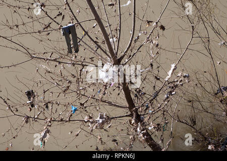 ROME - Plastic waste and a pair of pants in a tree after the flooding of the river Tiber. Stock Photo