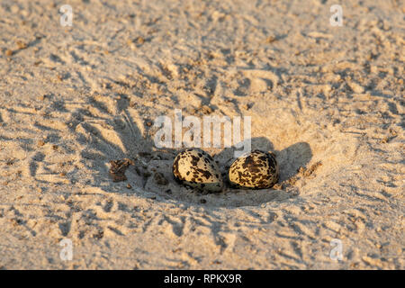 The nest of the African Skimmer (Rynchops flavirostris), a species of concern, with only two or three eggs in, is simply a depression on a  Zambezi sa Stock Photo