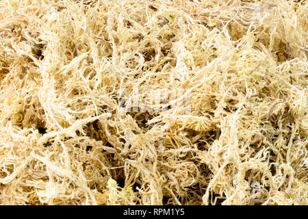 Dry sphagnum moss background texture Stock Photo