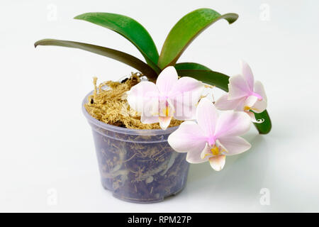 flower pot with a mini pink orchid with Polka dot pattern on the leaves Stock Photo