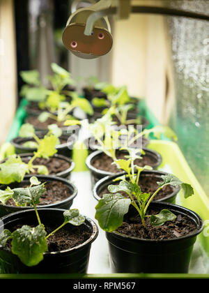 Namenia (Brassica rapa L. var. rapa) and Siberian kale (Brassica napus var. pabularia) seedlings growing inside under a grow light.