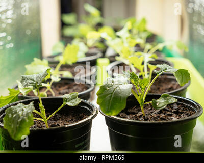 Namenia (Brassica rapa L. var. rapa) and Siberian kale (Brassica napus var. pabularia) seedlings growing inside under a grow light.