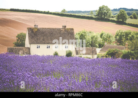 Rows of English lavender in fields at Snowshill, Gloucestershire in the Cotswolds. Stock Photo