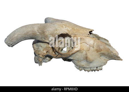 Sheep Skull Isolated On White Background Stock Photo