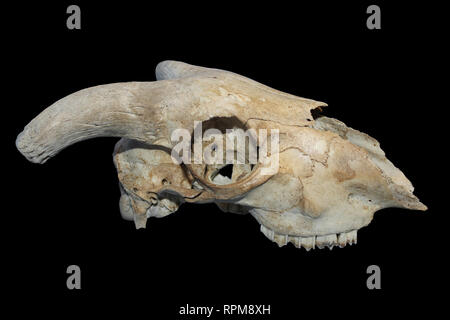 Sheep Skull Isolated On Black Background Stock Photo