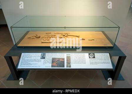 Replica of Lucy skeleton (Australopithecus afarensis) at Prehistoric Museum of Pofi, Lazio, Italy Stock Photo