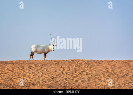 Arabian oryx, also called white oryx (Oryx leucoryx) in the desert near Dubai, United Arab Emirates Stock Photo