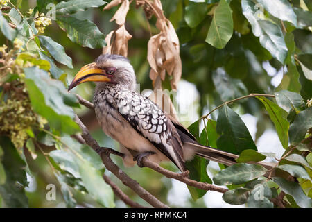 Southern Yellow billed horn-bill, sitting in some tree branches in Kruger national park, south Africa Southern Yellow billed horn-bill, sitting in some tree branches in Kruger national park, south Africa