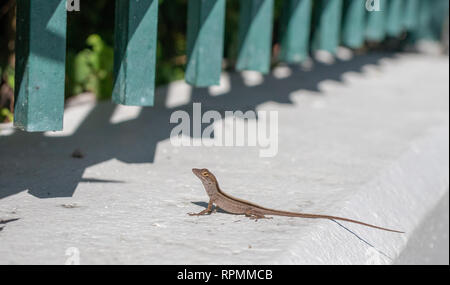 Sunning Stock Photo