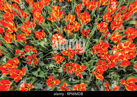 Texture tulips in the box from above Stock Photo