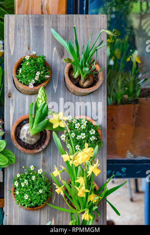 Several spring plants in a clay pot on a table Stock Photo