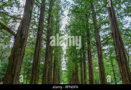 Row of green ginkgo trees in the park at Namiseom or Nami Island, Chuncheon-si, Gangwon-do, South of Korea. Stock Photo