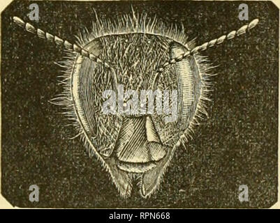 . American bee journal. Bee culture; Bees. Fig. 1—Head of Drone. mMKnitied. bees (Fig. 2). The separate facets or simple eyes, of each compoinid eye, are hexagonal, or six-sided, and in the microscope look not umlike a section of honey-comb. The number of these is prodigious—Leeuwenhoek actually counted 12,000 in the eye of a dragon- fly—while some butterflies have over 17,000. The compound eyes are mo- tionless, but from their size and sub- spherical shape, they give quite a range of vision. It is not likely that. Fig. :J.—Head of Worker Bee, niitgnifled. they are capable of adjustment to acc Stock Photo