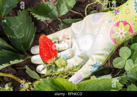 Female gardener is holding strawberry in hand dressed in rubber glove. Ripe and unripe strawberries growing on the bush in the garden. Stock Photo