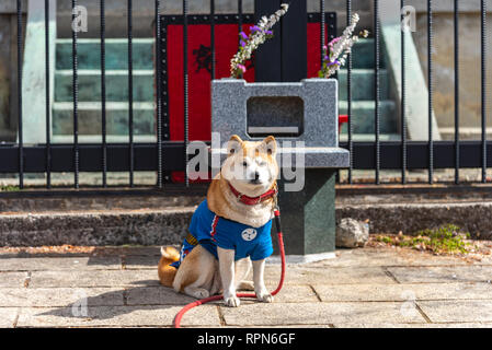 Akita inu dog sitting in front of the Chureito pagoda tower. Arakurayama Sengen Park, Fujiyoshida City, Yamanashi Prefecture, Japan Stock Photo